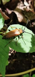 Close-up of insect on leaf