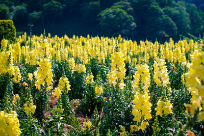 Yellow flowering plants on field