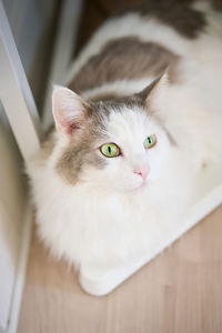 Close-up portrait of a white cat sitting on wooden floor