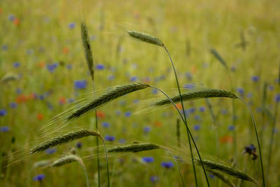 Close-up of stalks in field