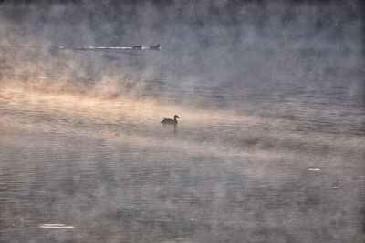 Birds flying over lake against sky