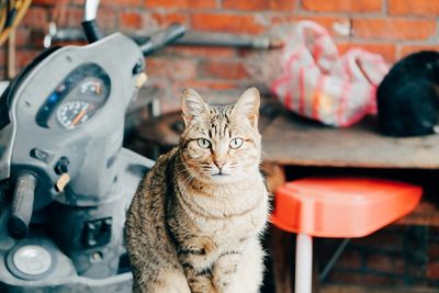 Close-up portrait of cat