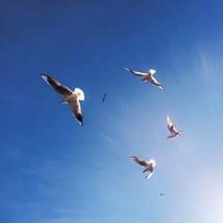 Low angle view of birds flying in sky