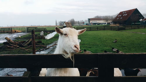 Close-up of a goat on landscape