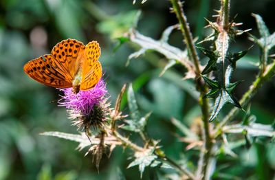 Close-up of butterfly pollinating on flower