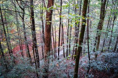 Trees in forest