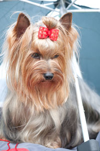 Close-up portrait of a dog