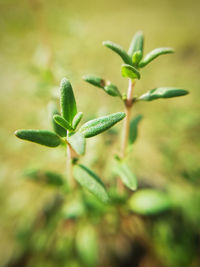 Close-up of green plant