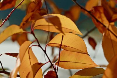 Close-up of autumnal leaves against blurred background