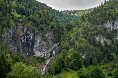 Scenic view of forest