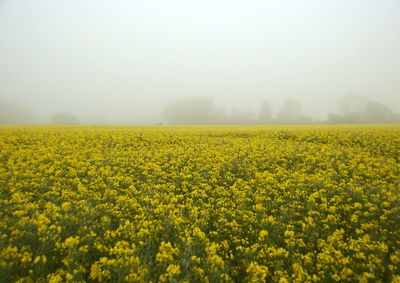 Scenic view of oilseed rape field against sky