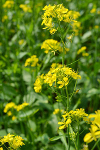 Close-up of yellow flowering plant on field