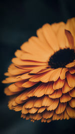 Close-up of orange flower against black background