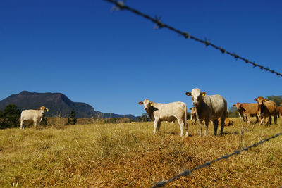 Cows grazing in the field