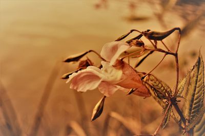 Close-up of wilted plant