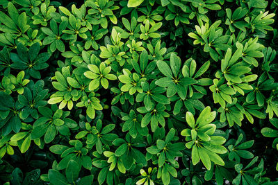 Full frame shot of plants