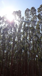 Low angle view of trees in forest against bright sun