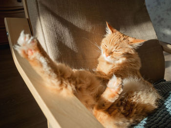 Sleepy ginger cat is sitting on pillow. fluffy pet is sleeping on armchair. cozy home lit with sun.