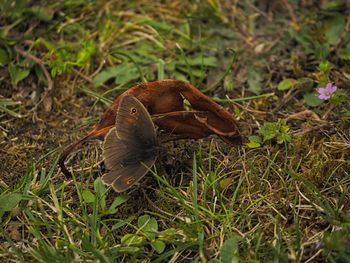 High angle view of bird on land