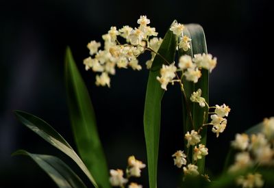 Close-up of white flowering plant