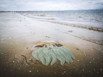Aerial view of sea shore against sky