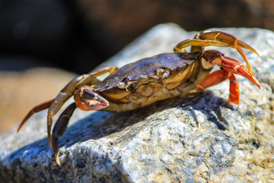 Close-up of crab