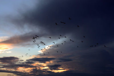 Low angle view of birds flying in sky