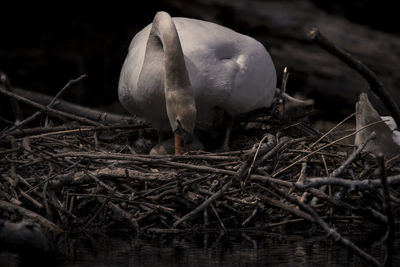 Close-up of bird perching on nest