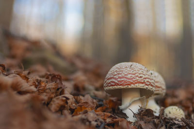 Close-up of mushroom growing in forest