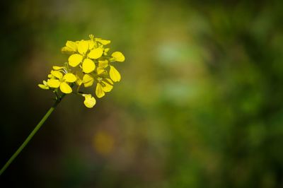 Close-up of yellow flower