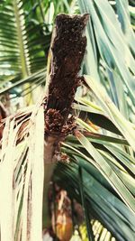 Close-up of lizard on tree trunk