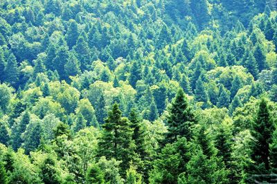 High angle view of pine trees in forest