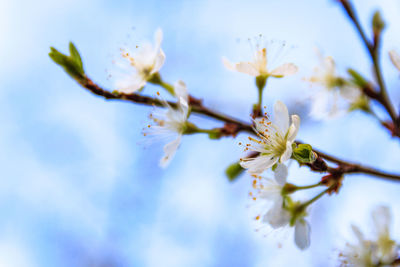 Close-up of cherry blossom