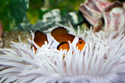 Clown fish host in a white anemone coral,