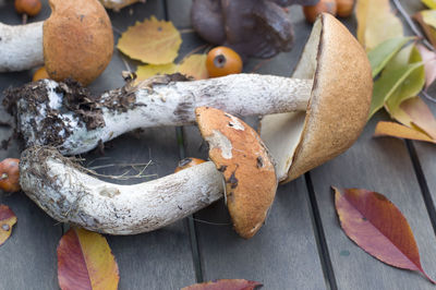 Fresh boletus are scattered on the table,the autumn harvest of forest mushrooms
