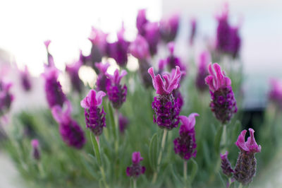 Close-up of purple flowering plants