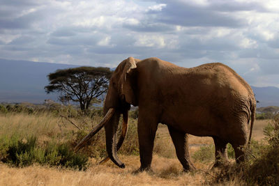 Elephant in a savanna field