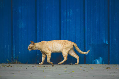 Full length of a cat