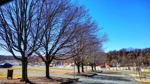 Bare trees in park against clear blue sky