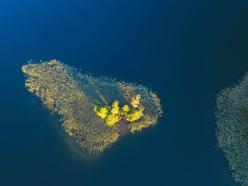 Aerial view of trees growing in sea