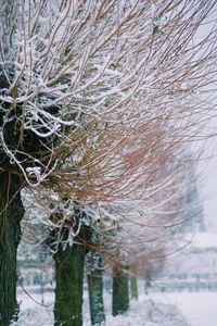 Close-up of frozen plants during winter