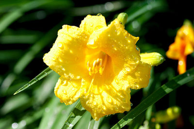 Close-up of wet yellow flower