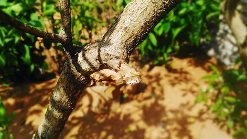 Close-up of lizard on tree trunk