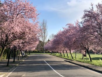 Cherry blossom trees by road against sky