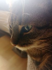 Close-up of a cat looking away