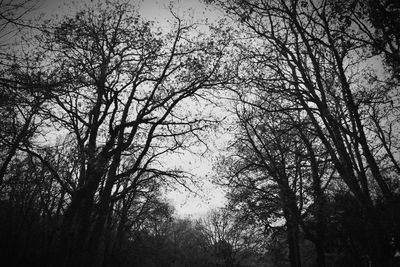 Low angle view of bare trees against sky