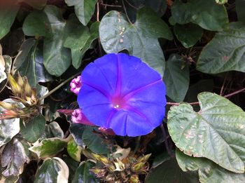 Close-up of flowers blooming outdoors