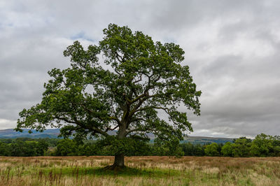 Tree on field against sky