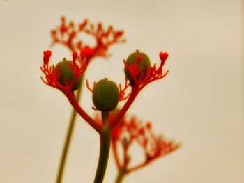 Close-up of red flowers