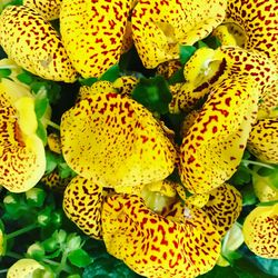 Close-up of yellow flowers